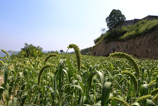 坡地谷子田田园风光
