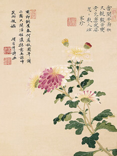 古风工笔菊花图