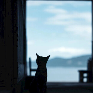 窗边眺望的猫咪剪影