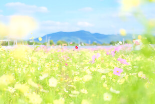 春日郊野花海美景