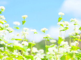 晴日郊野白花田