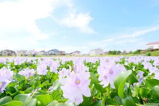 晴日郊野花田风光