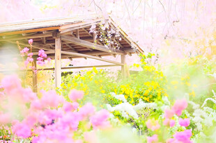 朦胧春日花中小屋