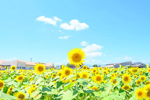 晴空下的向日葵花田