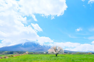 春日郊野晴空美景