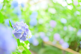 柔焦蓝花清新春日景致