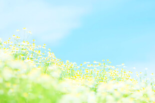 清新春日花田晴空