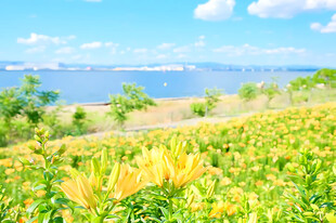 湖畔夏日清新郊野风光