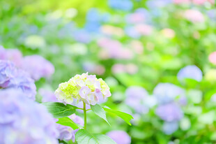 柔焦绣球花清新背景