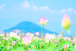 夏日荷塘清新美景