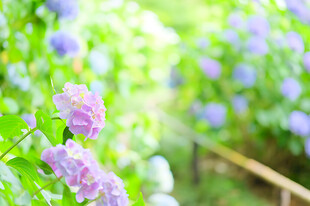 春日朦胧紫花散景