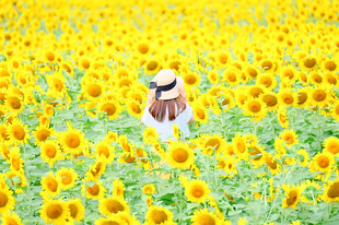 向日葵花海中的白衣女子