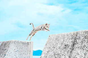 腾空跃起的猫咪