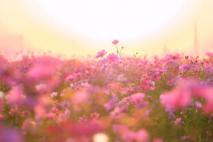 暖光朦胧粉色花田