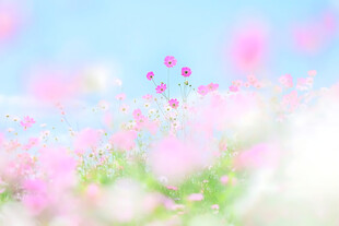 春日柔焦粉花清新背景