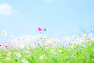 春日唯美花海晴空