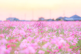春日粉色花田风光