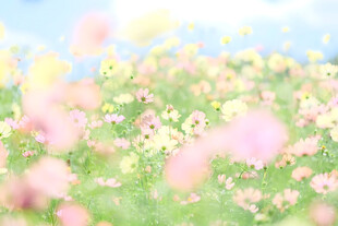 春日柔焦花田风光