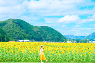 夏日向日葵花田漫步