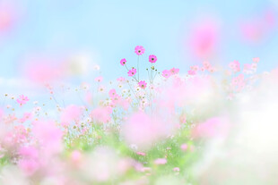 春日柔焦粉花清新背景