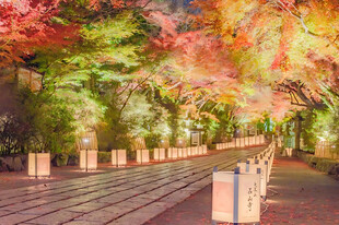 秋日林荫步道夜景