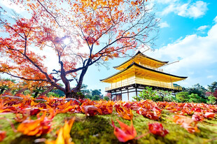 日式古寺秋日红枫美景