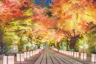秋日红叶步道美景