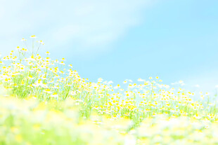 清新春日花田美景