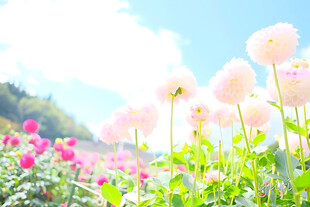 晴空下的唯美花田