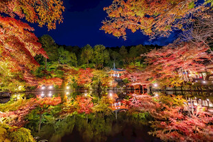 秋夜红叶园林夜景