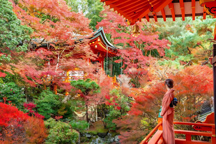 秋日古寺和服赏枫女子
