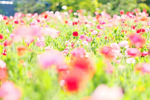 春日朦胧唯美花田
