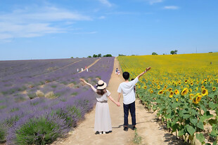 情侣漫步夏日花田