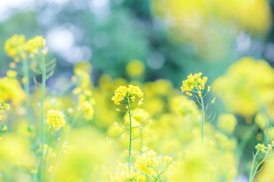 柔焦春日黄花风光