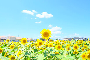 晴空下的向日葵花田