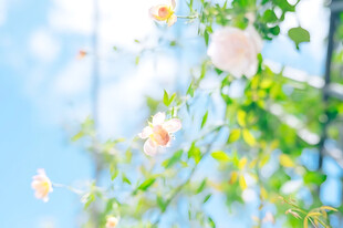 晴空朦胧花影