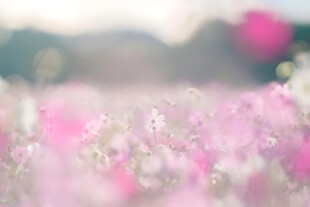 春日朦胧粉花山野风光