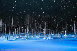 雪夜林间雪景