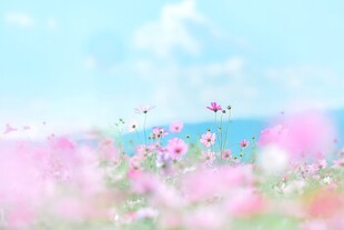春日花海唯美风景