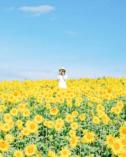 向日葵花田里的少女