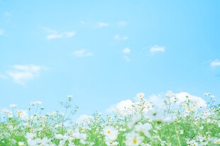 晴空下清新花草风景