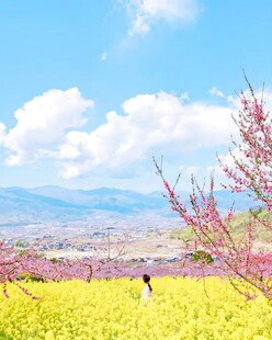 春日郊野花海美景