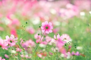 柔焦粉花春日唯美景致