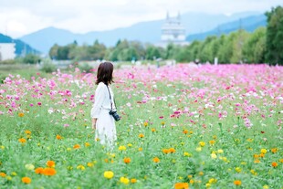 花田中的白衣少女
