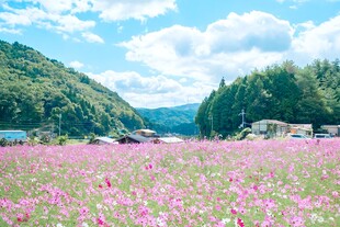 春日山野粉红花海