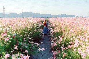 花田小径游人漫步