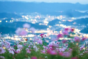 湖畔唯美花田风光