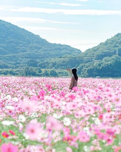花海中眺望远山的少女