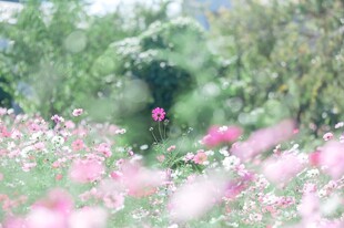 朦胧春日花树风景
