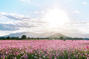 郊野粉色花田风光